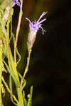 Smallhead blazing star